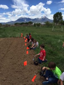 tomato planting